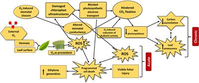 Elevated tropospheric ozone and crop production: potential negative effects and plant defense mechanisms